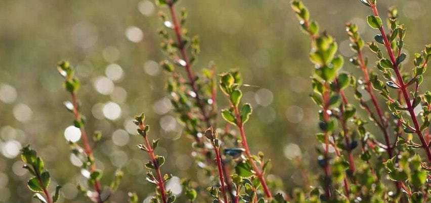 Buchu: South Africa's Ancient Miracle Herb  Skimmelberg