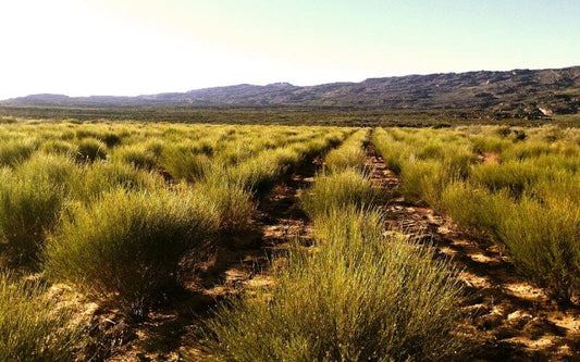 rooibos farm skimmelberg clanwilliam Cederberg mountains