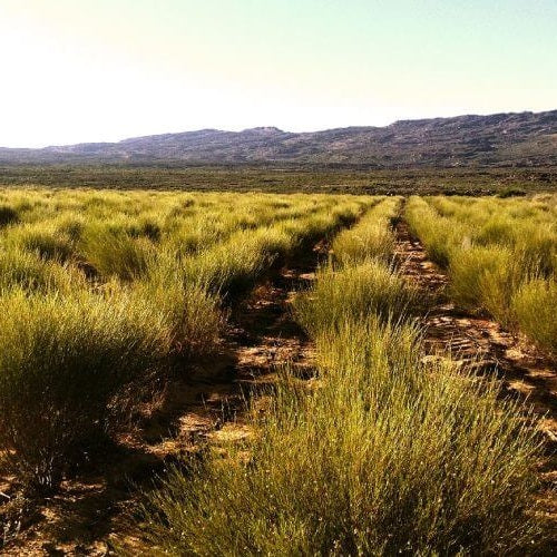 rooibos farm skimmelberg clanwilliam Cederberg mountains