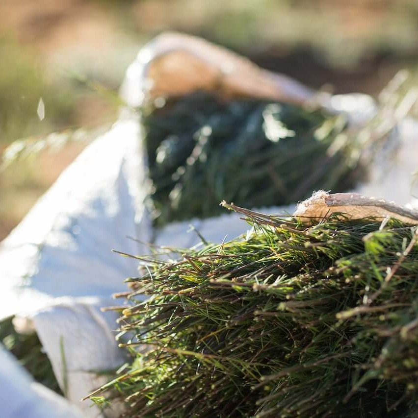 Homegrown Rooibos Tea May Be Able To Alleviate Bothersome Nasal Allergies