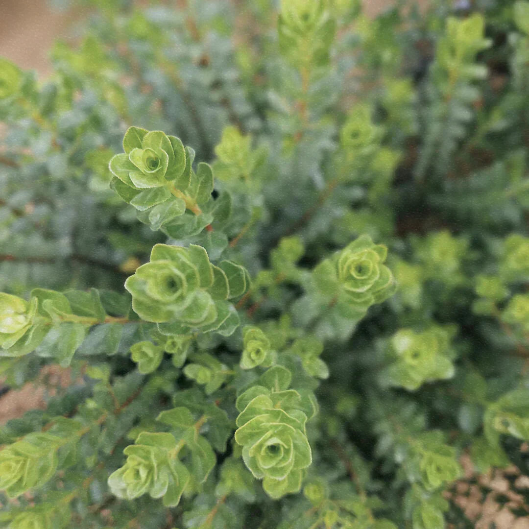 Buchu Oil: South Africa’s Natural Secret for Clear Skin and a Healthy Scalp