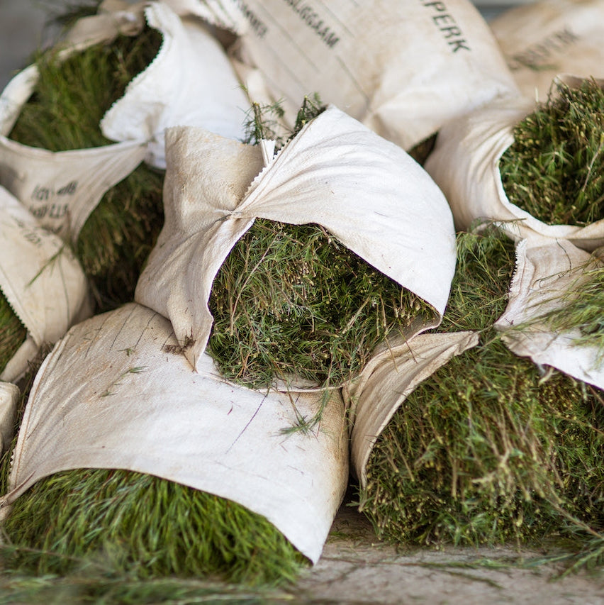 What Makes Rooibos so Unique?