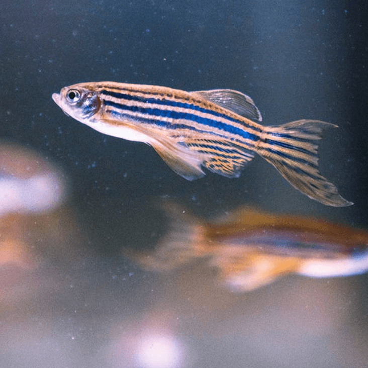 Zebrafish Research Reveals Green Rooibos Tea’s Anxiety-busting Properties