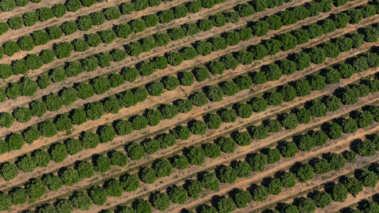 Walking the Lines of Green Gold
