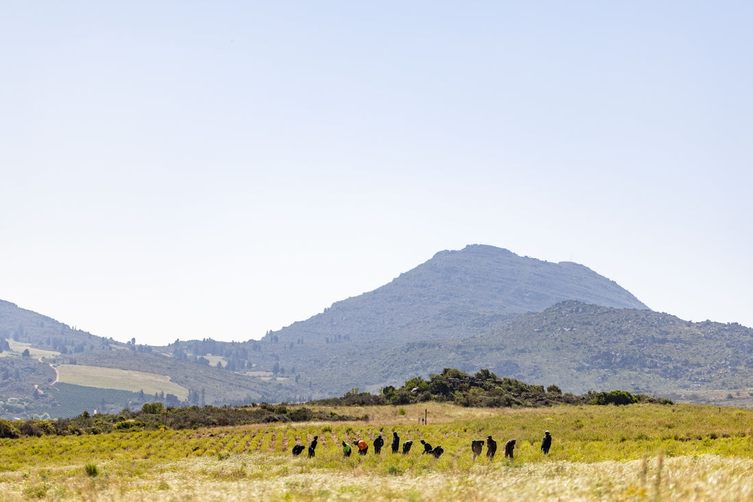 From Soil to Sip: How Regenerative Organic Tea Farming in the Cederberg Nourishes Whole-Person Wellness