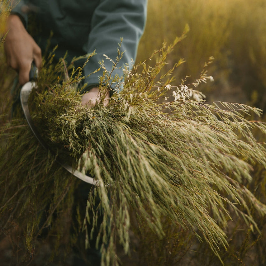 How to Grow Your Own Rooibos & Celebrate South Africa’s Mighty Herb