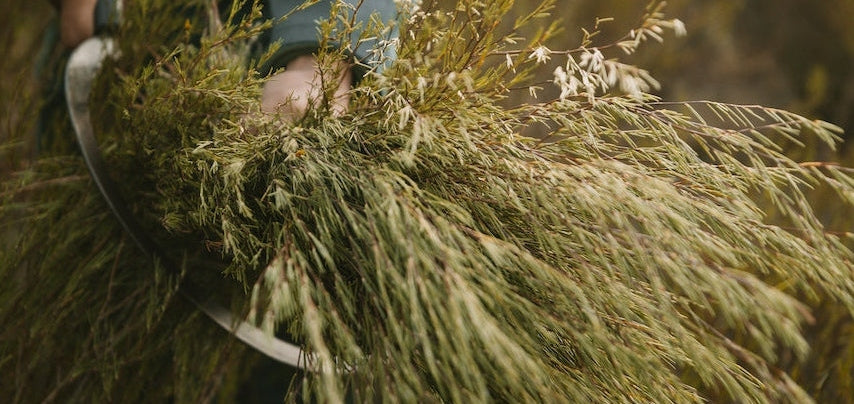 How to Grow Your Own Rooibos & Celebrate South Africa’s Mighty Herb
