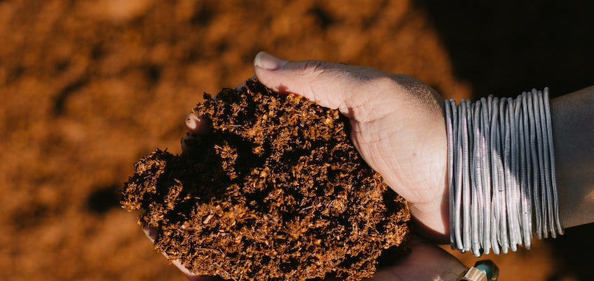 Why Place Matters in Buchu and Rooibos