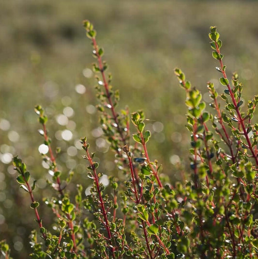 Buchu: South Africa's Ancient Miracle Herb
