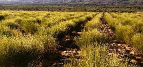 rooibos farm skimmelberg clanwilliam Cederberg mountains