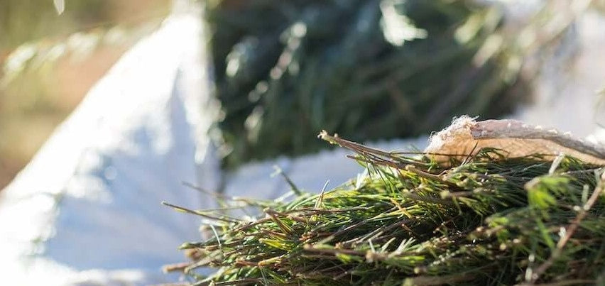 Homegrown Rooibos Tea May Be Able To Alleviate Bothersome Nasal Allergies