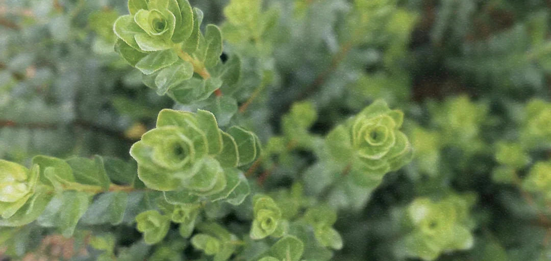 Buchu Oil: South Africa’s Natural Secret for Clear Skin and a Healthy Scalp