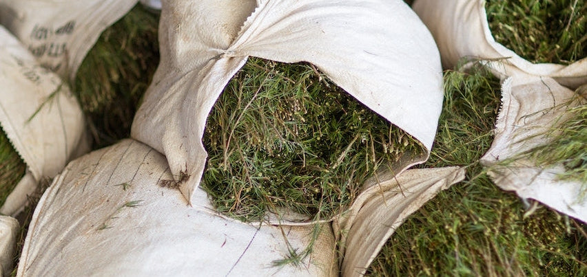 What Makes Rooibos so Unique?