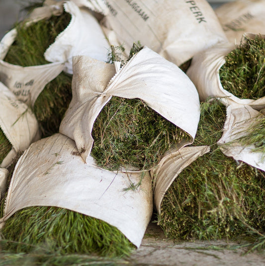 What Makes Rooibos so Unique?