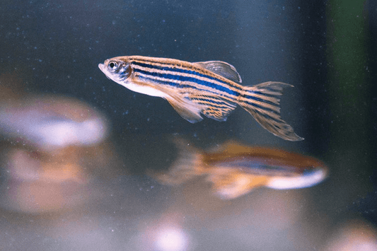 Zebrafish Research Reveals Green Rooibos Tea’s Anxiety-busting Properties