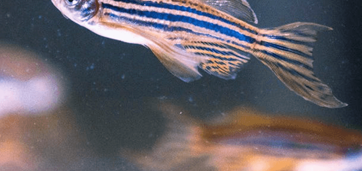 Zebrafish Research Reveals Green Rooibos Tea’s Anxiety-busting Properties