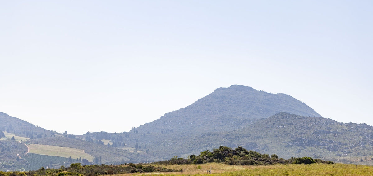 From Soil to Sip: How Regenerative Organic Tea Farming in the Cederberg Nourishes Whole-Person Wellness