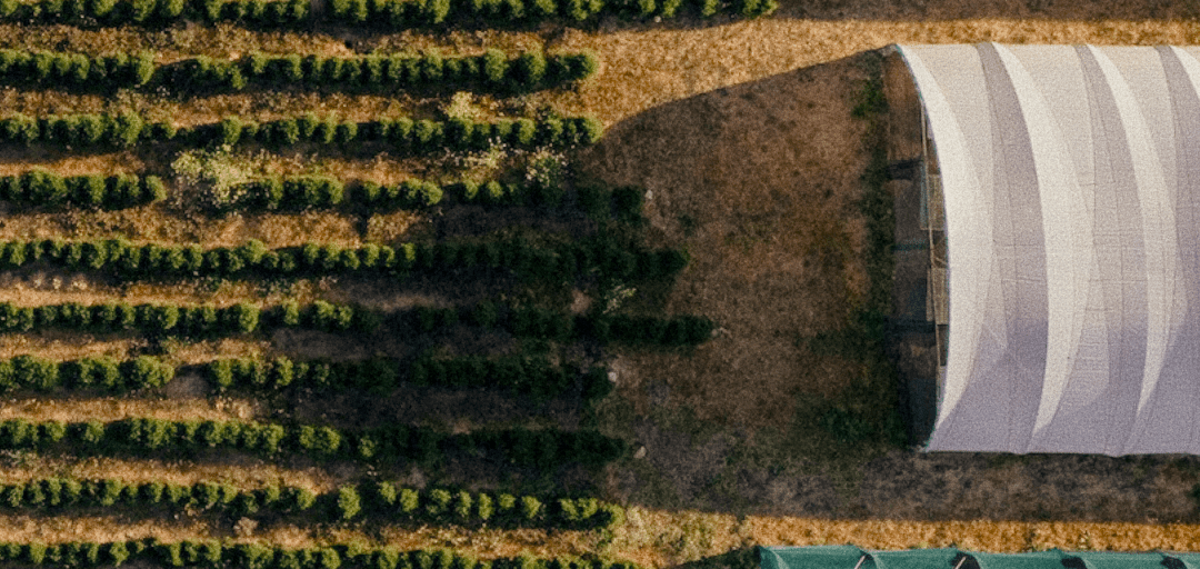 The Art of Sustainable Buchu and Rooibos Farming