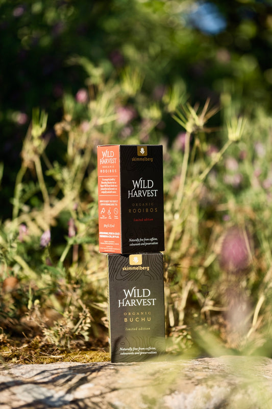 The Cederberg Connection: How Mountain Terroir Shapes Wellness Through Organic Buchu and Rooibos