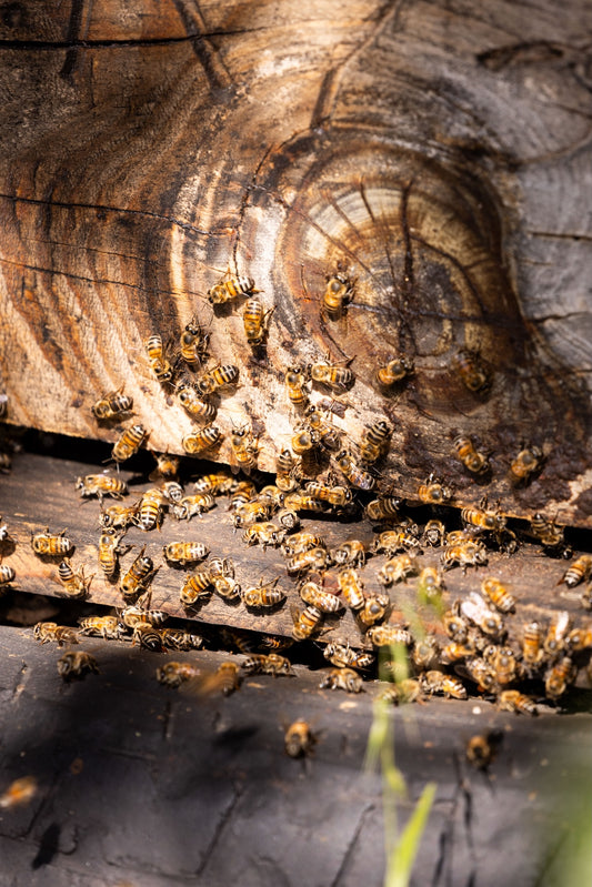 The Buzz Behind Every Cup: How Pollinators Power Skimmelberg's Organic Tea Excellence