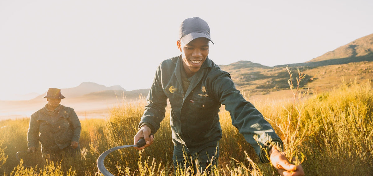 Organic Buchu Tea and Rooibos from South Africa