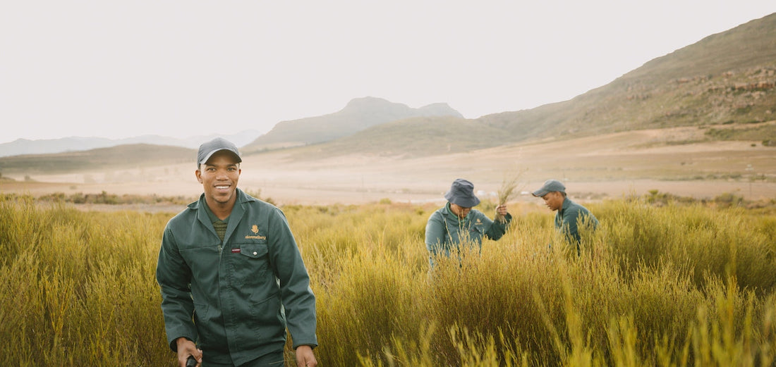 Why Organic Buchu and Rooibos Deserve a Place in Your Daily Ritual