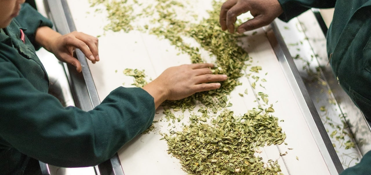 Sustainable Tea Farming in the Cederberg: How Organic Practices Protect South Africa's Botanical Heritage