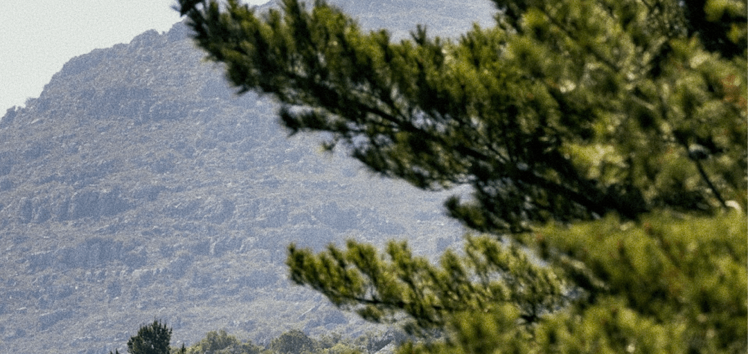 Buchu and Rooibos, From Wild Slopes to Living Fields