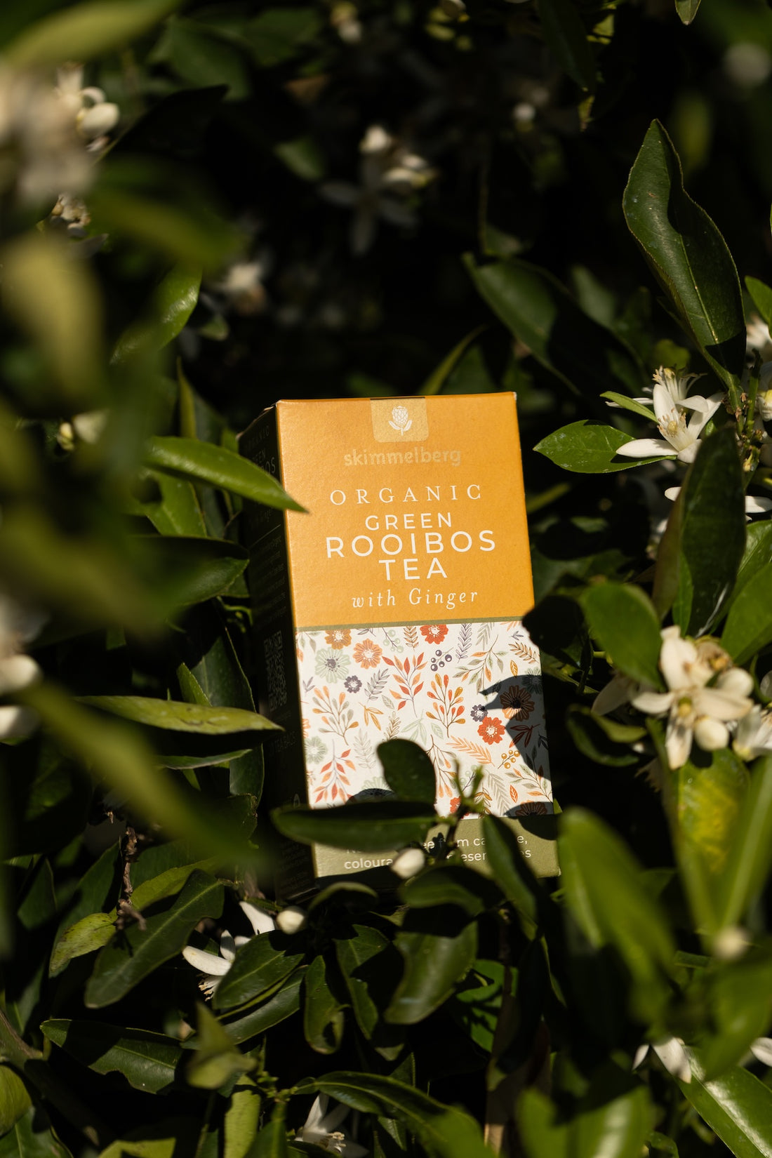 The Art of Organic Green Rooibos with Ginger: Where Cederberg Terroir Meets Modern Wellness