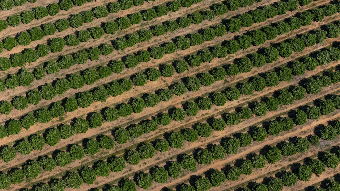 Walking the Lines of Green Gold