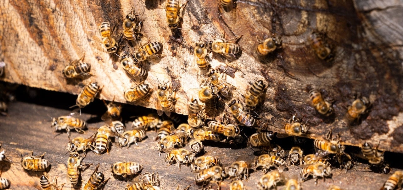The Buzz Behind Every Cup: How Pollinators Power Skimmelberg's Organic Tea Excellence