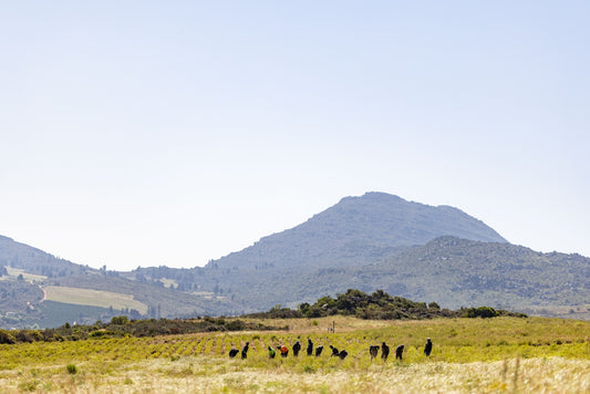 From Soil to Sip: How Regenerative Organic Tea Farming in the Cederberg Nourishes Whole-Person Wellness