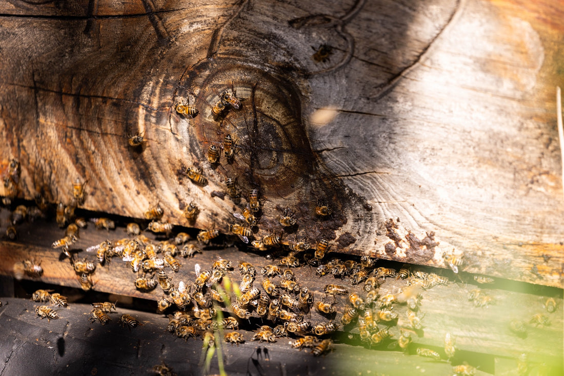 The hum of life: how bees power organic Rooibos and Buchu biodiversity in the Cederberg