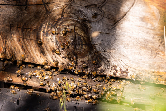 The hum of life: how bees power organic Rooibos and Buchu biodiversity in the Cederberg