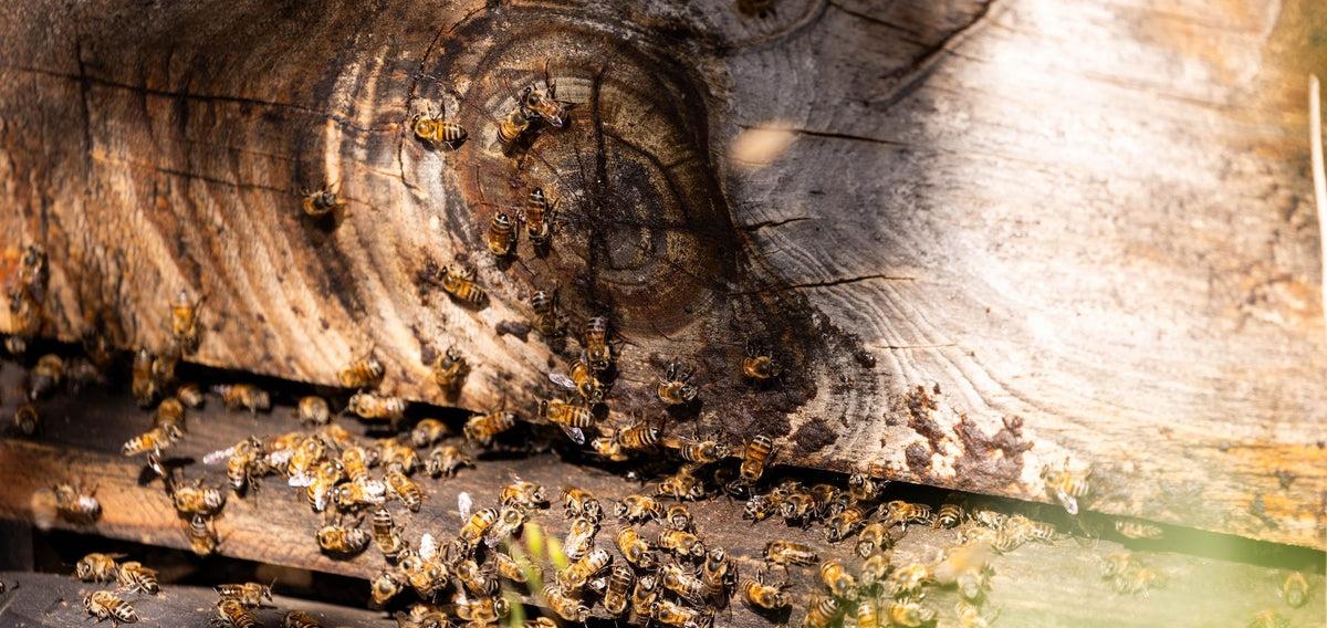 The hum of life: how bees power organic Rooibos and Buchu biodiversity in the Cederberg
