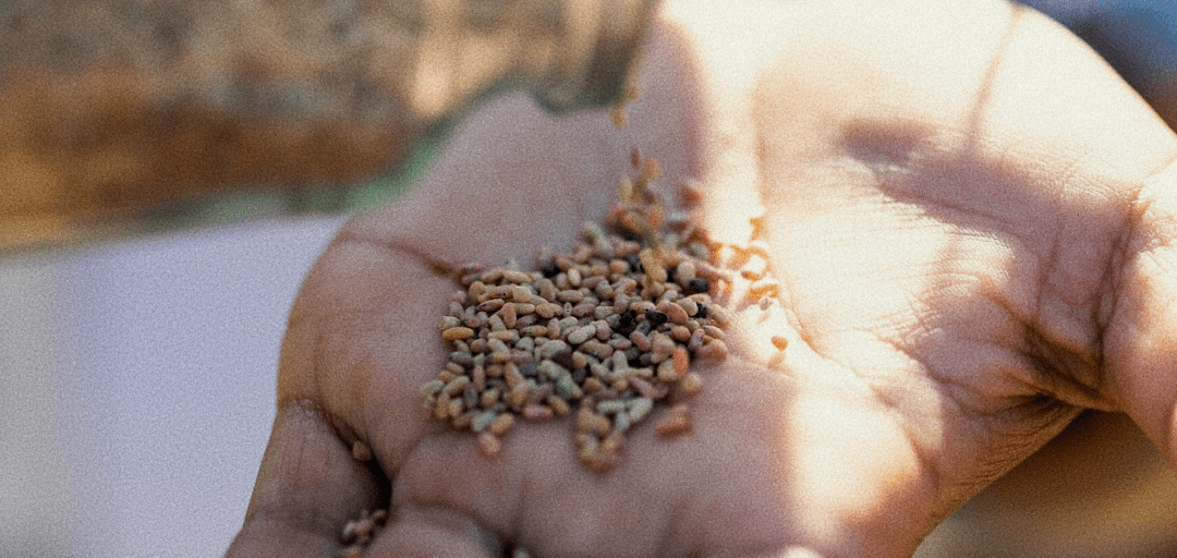 From the Cape Floral Kingdom to Your Cup: Why Organic Buchu and Rooibos Matter