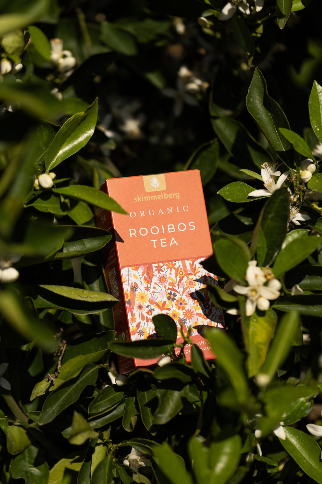 From Soil to Sip: The Sustainable Journey of Organic Rooibos and Honeybush at Skimmelberg