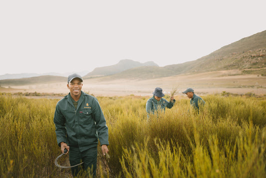 Why Organic Buchu and Rooibos Deserve a Place in Your Daily Ritual