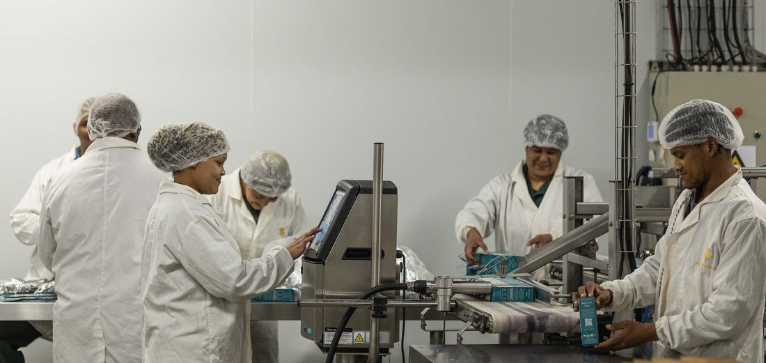 The Heritage and Craftsmanship Behind Organic Tea Production at Skimmelberg