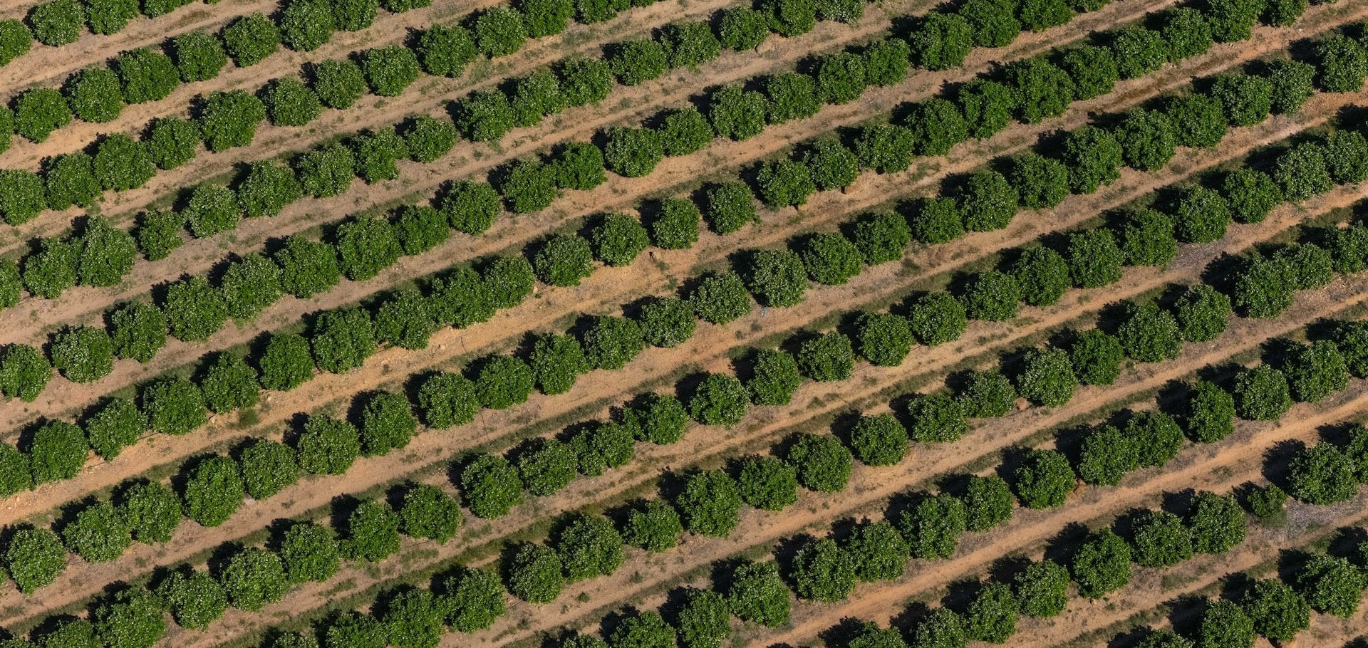 Walking the Lines of Green Gold