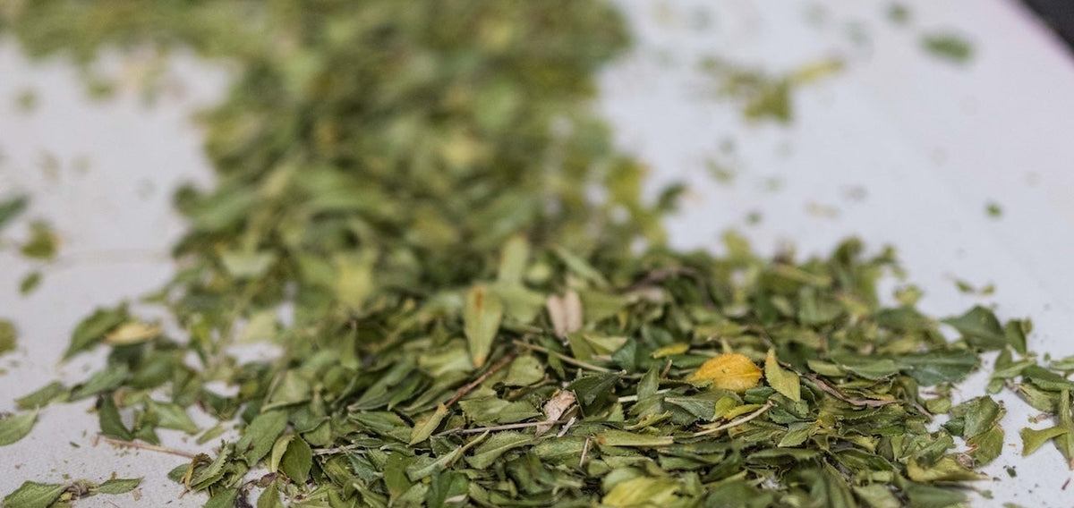 Why Skimmelberg Organic Buchu and Rooibos Are a True Taste of the Cederberg